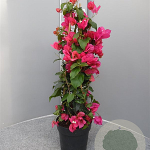 Bougainvillea spectabilis 70 cm 3,0L piramide