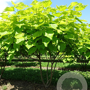 Catalpa bignonioides 'Aurea' 250-300 cm draadkluit meerstammig solitair