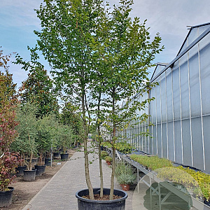 Carpinus betulus 400-450 cm container meerstammig