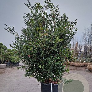 Camellia sasanqua 200-250 cm container meerstammig