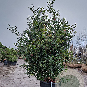 Camellia sasanqua 200-250 cm container meerstammig