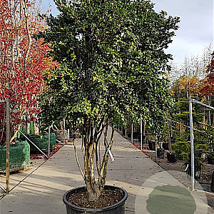 Camellia sasanqua 250-300 cm container meerstammig 