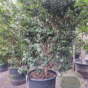 Camellia sasanqua 250-300 cm container meerstammig