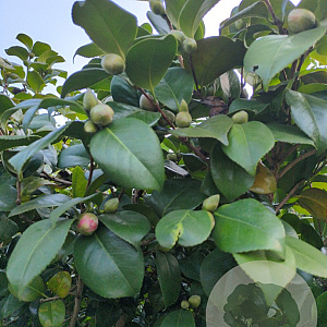 Camellia vernalis 'Yuletide' 175-200 cm container meerstammig