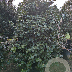 Camellia vernalis 'Yuletide' 175-200 cm container meerstammig