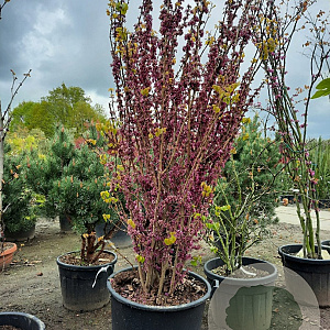 Cercis chinensis 'Avondale' 200-250 cm container meerstammig extra