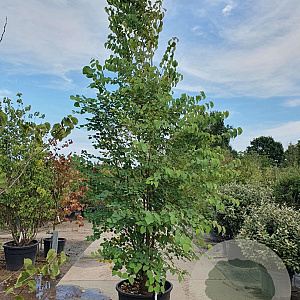 Cercidiphyllum japonicum 350-400 cm container meerstammig