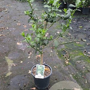 Cestrum nocturnum 90 cm 5,0L stam