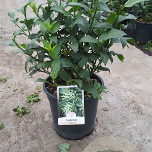 Cestrum nocturnum gm 4,0L