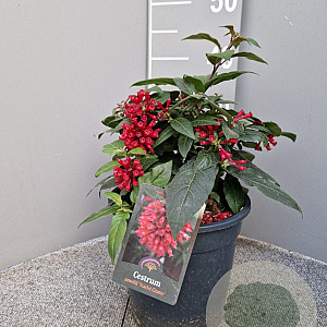 Cestrum newellii 'Scarlet Cluster' gm 4,0L