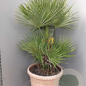 Chamaerops humilis 170-180 cm cont. 65L