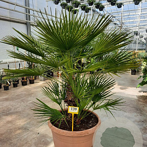 Chamaerops humilis 170-180 cm cont. 65L