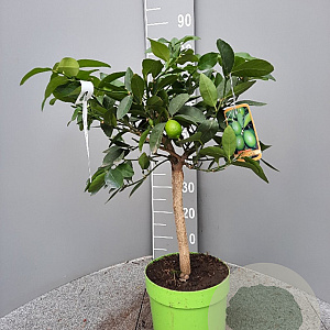 Citrus latifolia 50-60 cm 4,0L