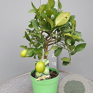 Citrus latifolia 50-60 cm 4,0L