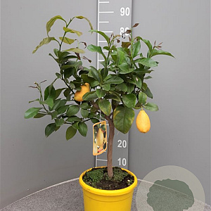 Citrus limon 50-60 cm 4,0L