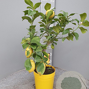 Citrus limon 50-60 cm 4,0L