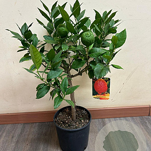 Citrus limon 50-60 cm 4,0L