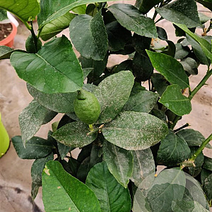 Citrus limon 50-60 cm 4,0L