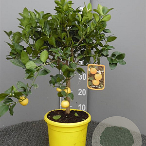 Citrus limetta 'Pursha' 50-60 cm 4,0L