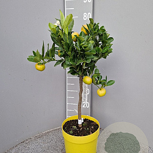 Citrus limetta 'Pursha' 50-60 cm 4,0L
