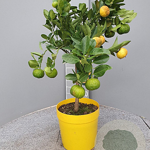 Citrus limetta 'Pursha' 50-60 cm 4,0L