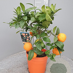 Citrus limonia 'Rangpur' 50-60 cm 4,0L