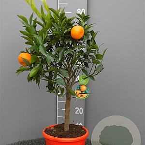 Citrus reticulata 50-60 cm 4,0L