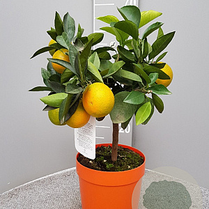 Citrus sinensis 50-60 cm 4,0L