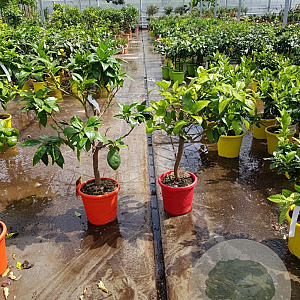 Citrus sinensis 50-60 cm 4,0L
