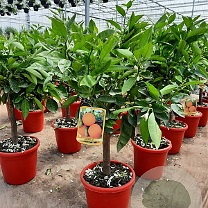 Citrus sinensis 50-60 cm 4,0L
