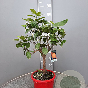 Citrus sinensis 50-60 cm 4,0L