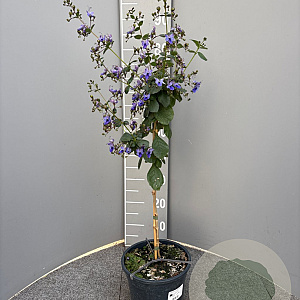 Clerodendrum ugandense 90 cm 5,0L stam