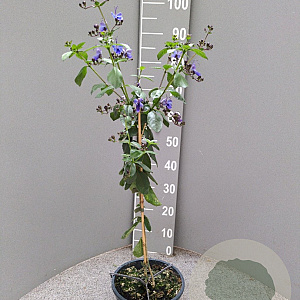 Clerodendrum ugandense 90 cm 5,0L stam