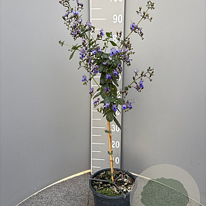 Clerodendrum ugandense 90 cm 5,0L stam