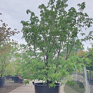Cornus capitata 'Mountain Moon' 250-300 cm container meerstammig