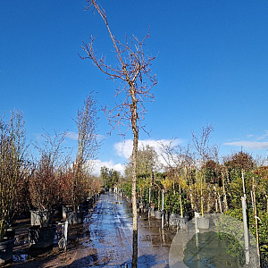 Cotinus 'Grace' 20-25 HO cont. 110L