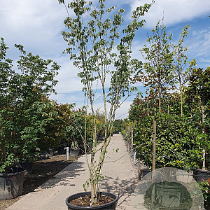 Cornus Stellar Pink 350-400 cm cont. 230L solitair