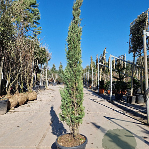 Cupressus semp. 'Pyramidalis' 150-175 cm container 