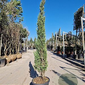 Cupressus semp. 'Pyramidalis' 150-175 cm container 