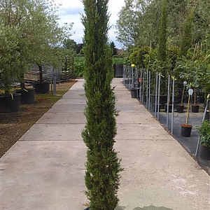 Cupressus semp. 'Pyramidalis' 175-200 cm container meerstammig