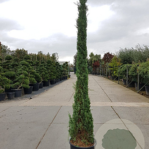 Cupressus semp. 'Pyramidalis' 250-300 cm 45L