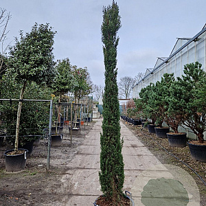 Cupressus semp. 'Pyramidalis' 250-300 cm cont. 65L