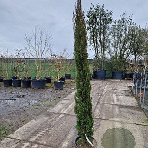 Cupressus semp. 'Pyramidalis' 250-300 cm container meerstammig