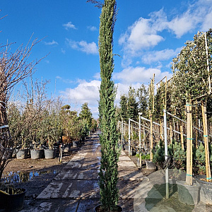 Cupressus semp. 'Pyramidalis' 350-400 cm 50L