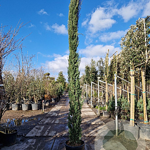Cupressus semp. 'Pyramidalis' 350-400 cm 50L