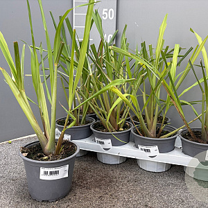 Cymbopogon citratus P14