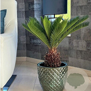Cycas revoluta 40-50 cm 5,0L