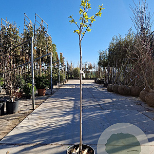 Diospyros kaki 120 cm stam 10L 4-6