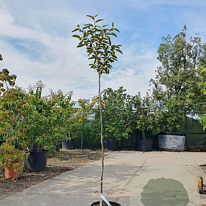 Diospyros kaki 140 cm stam container 40-50 bol