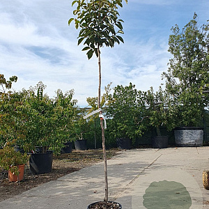 Diospyros kaki 'Ragno' 140 cm stam container 40-50 bol